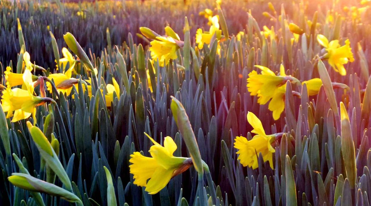 Plant Spring Bulbs in Fall for Spectacular Blooms