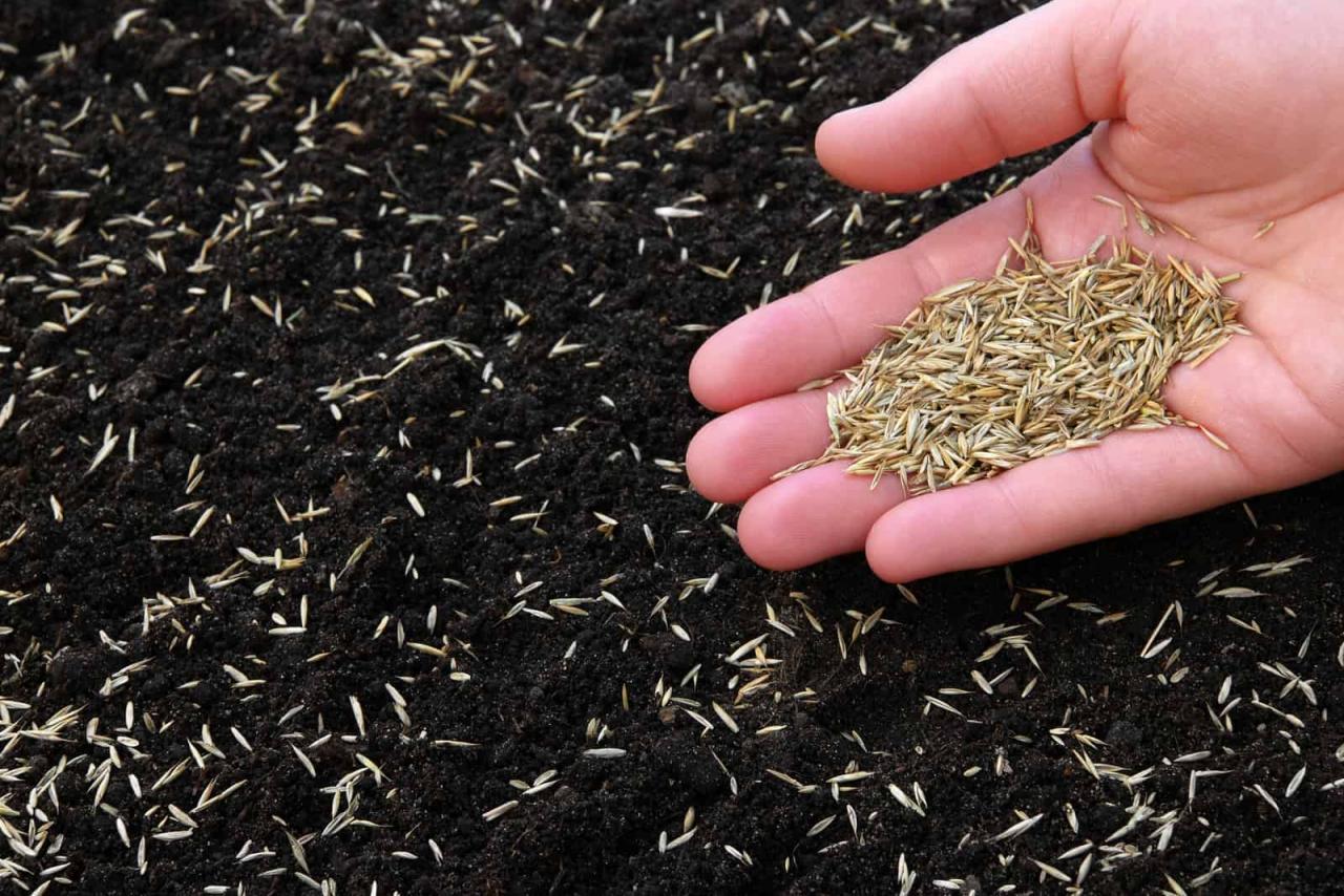 When Is the Ideal Time to Sow Grass Seed in the UK for a Perfect Lawn?