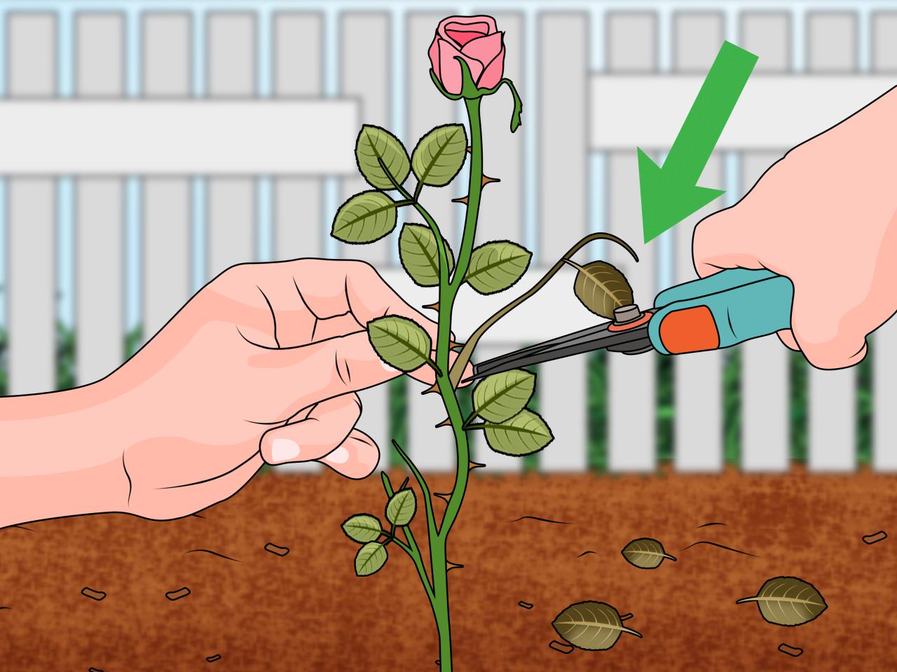 Grow Roses Like a Pro: How To Propagate Roses From Cuttings for Newbies