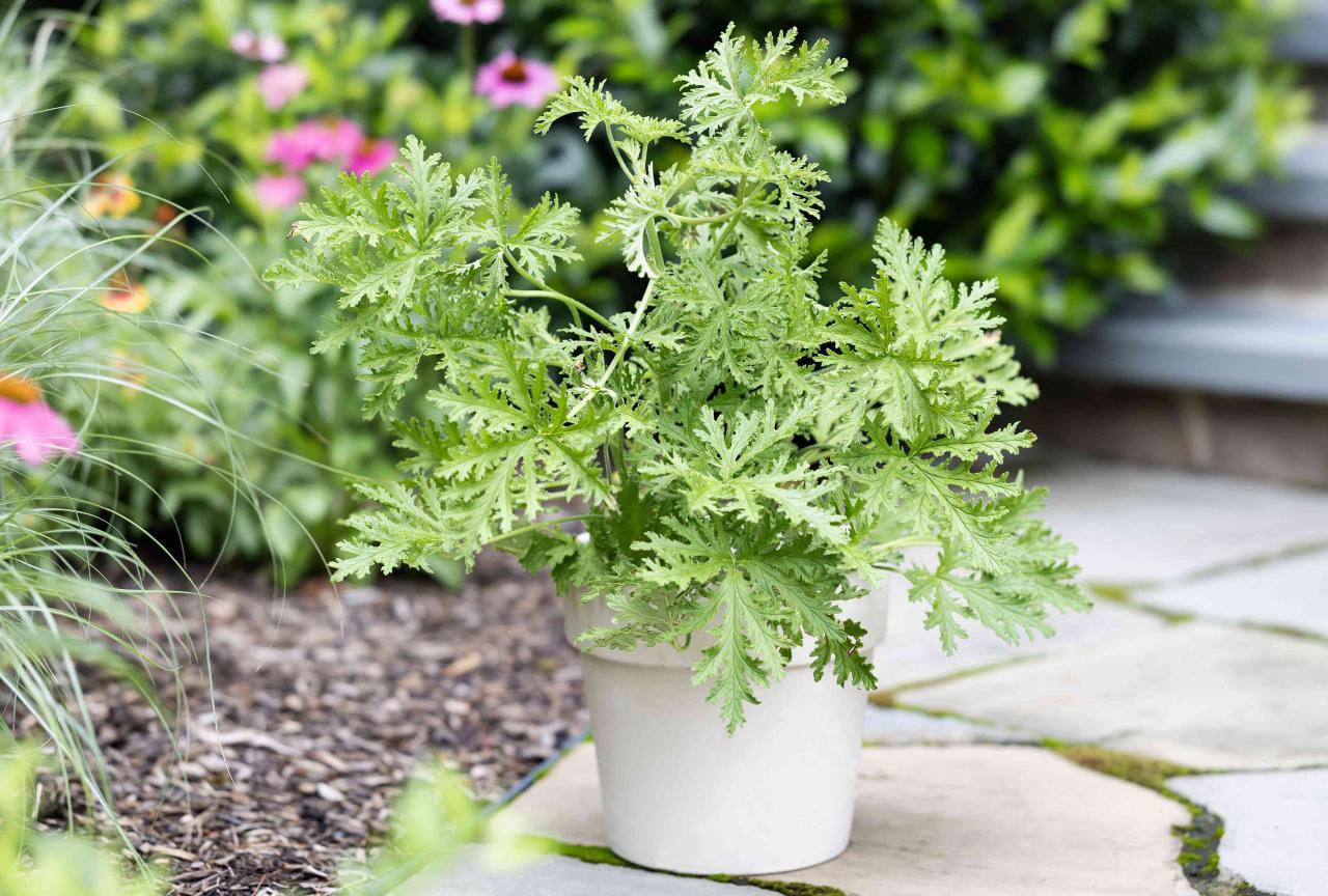 Citronella Plant Benefits: How to Grow and Maintain This Herb for Optimal Results