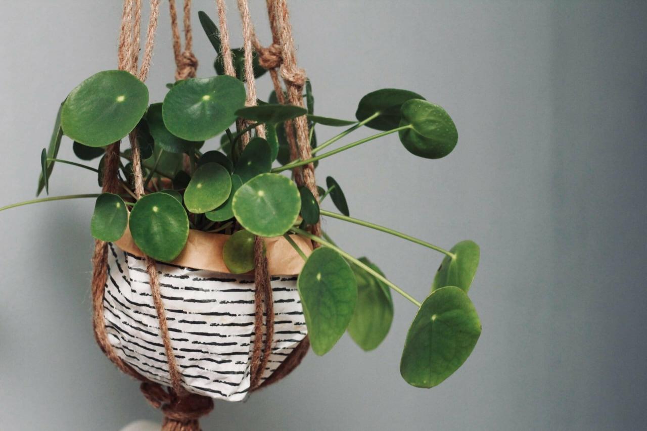 Best Indoor Hanging Plants for Beginners: Easy Care Options