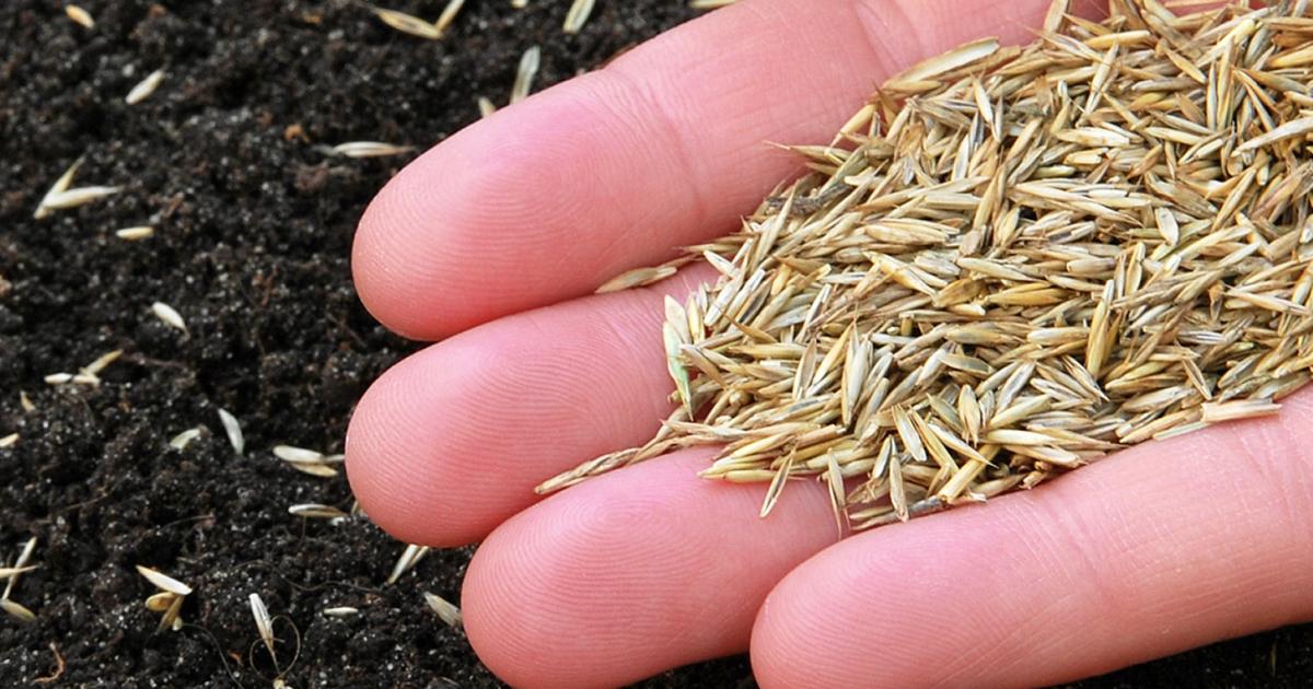 When to Sow Grass Seed: Tips for a Vibrant and Lush Lawn