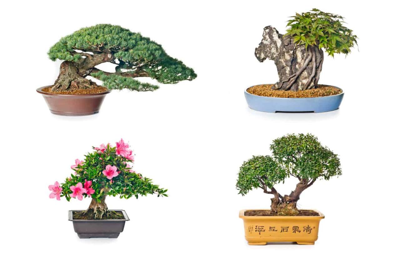 Bonsai Pots: A Complete Guide to Picking the Right Style