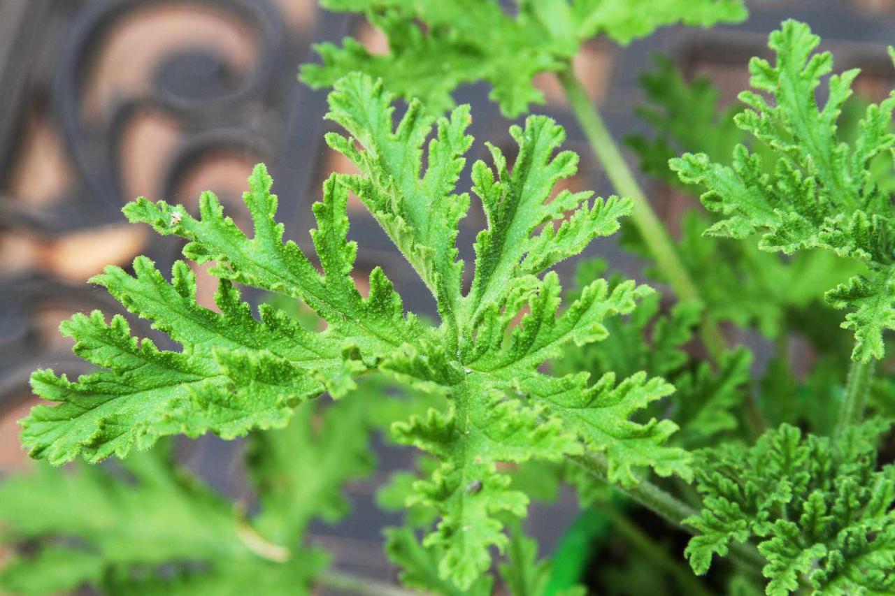 Citronella Plant Benefits: How to Grow and Maintain This Herb for Optimal Results