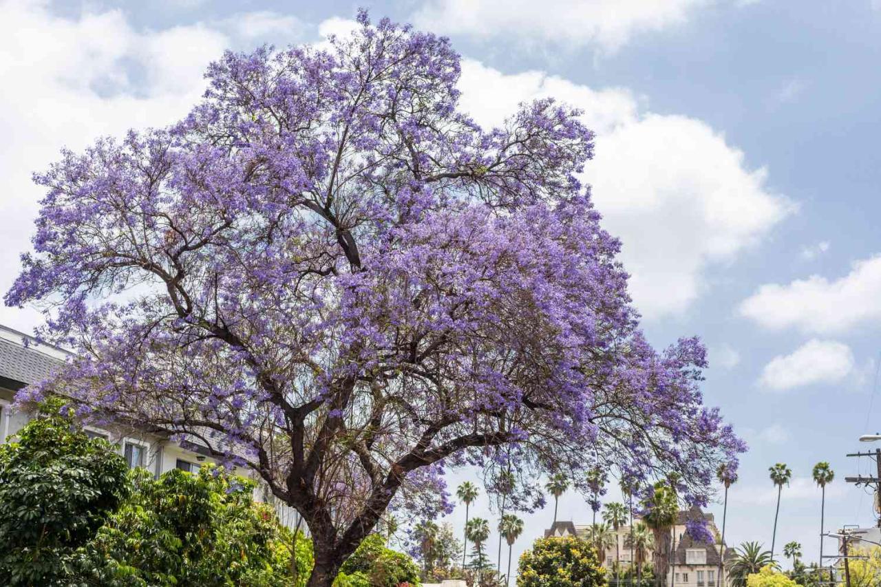 Jacaranda Tree Benefits: How to Utilize This Beautiful Tree for Maximum Garden Impact