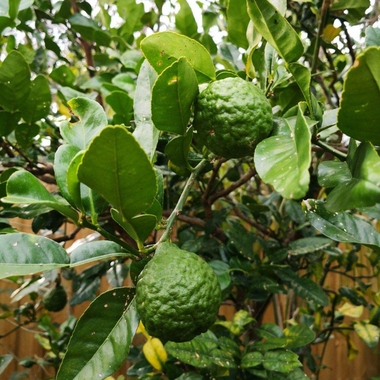 Kaffir Lime Leaf: Zesty Flavor for Your Kitchen