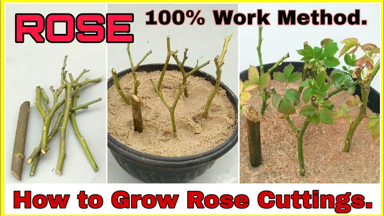 Grow Roses Like a Pro: How To Propagate Roses From Cuttings for Newbies