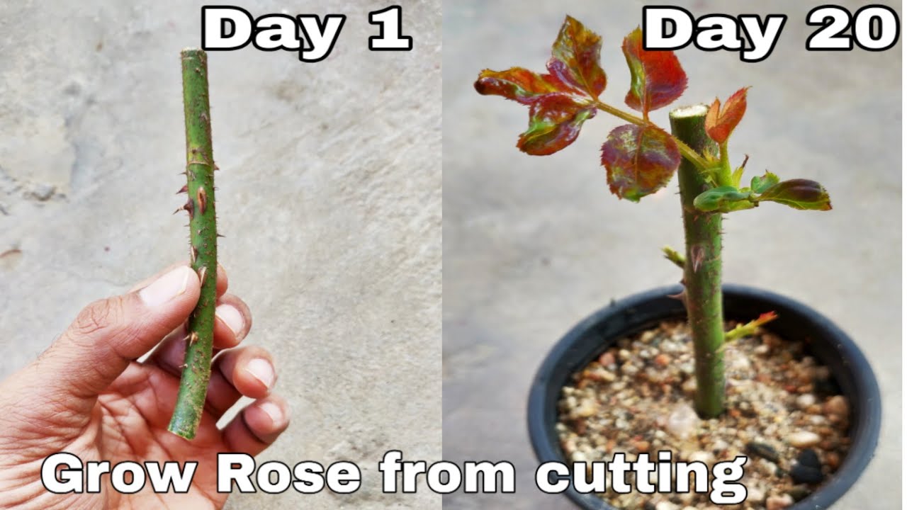 Roses cuttings propagate start clippings rose hometipsworld propagating take stems