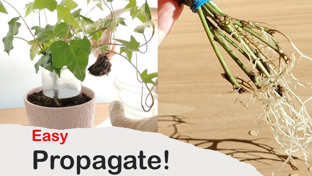 How to Easily Propagate Ivy and Get More Plants for Free