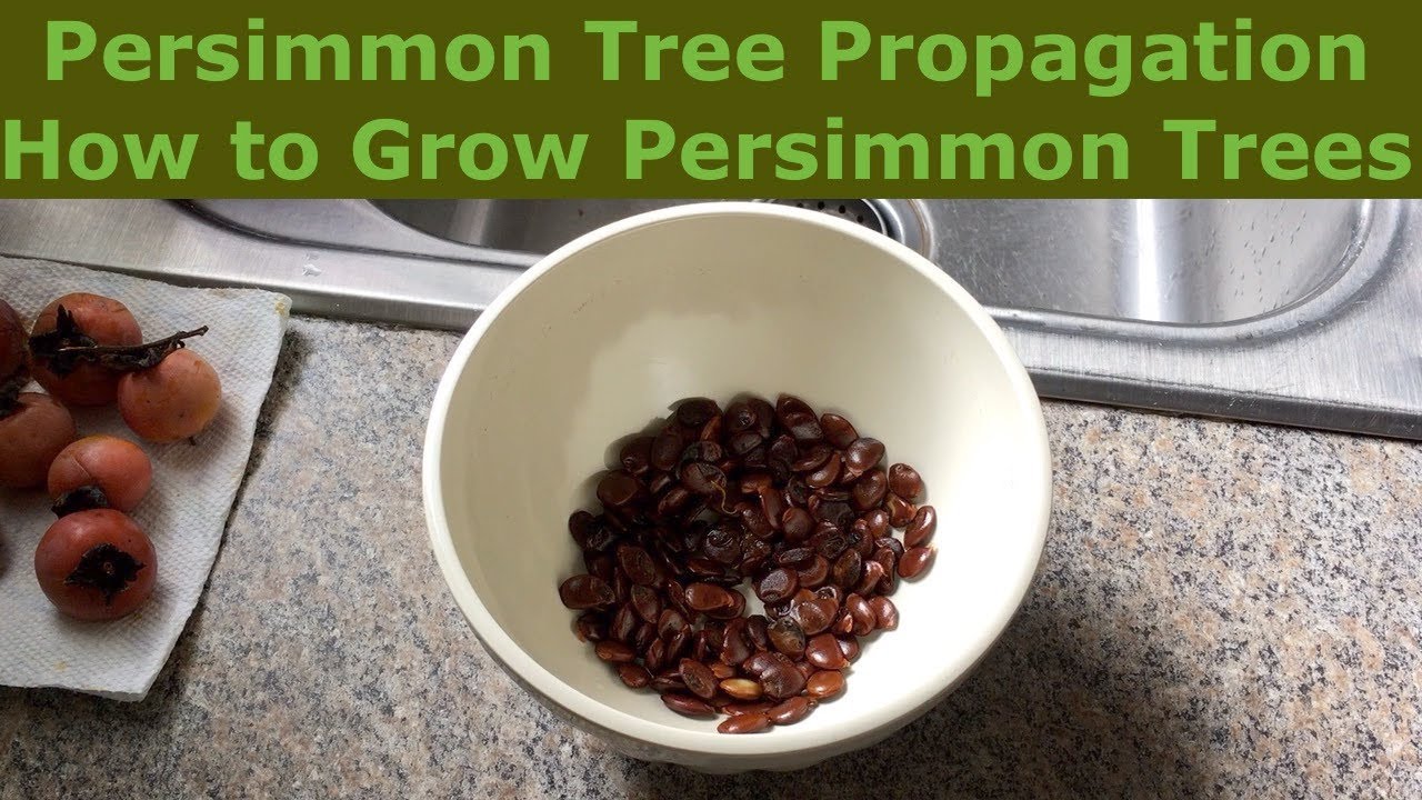 How to Start a Persimmon Tree from Seed: Essential Tips!