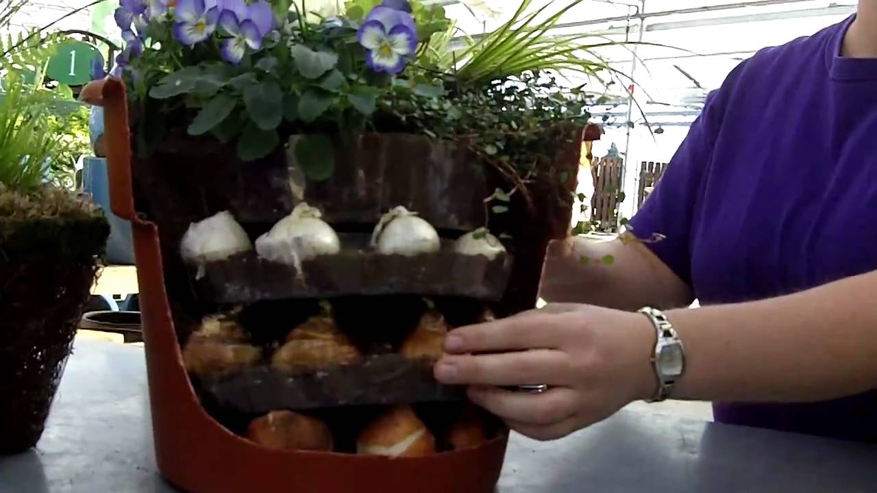 How To Plant Spring Bulbs In Containers In Fall