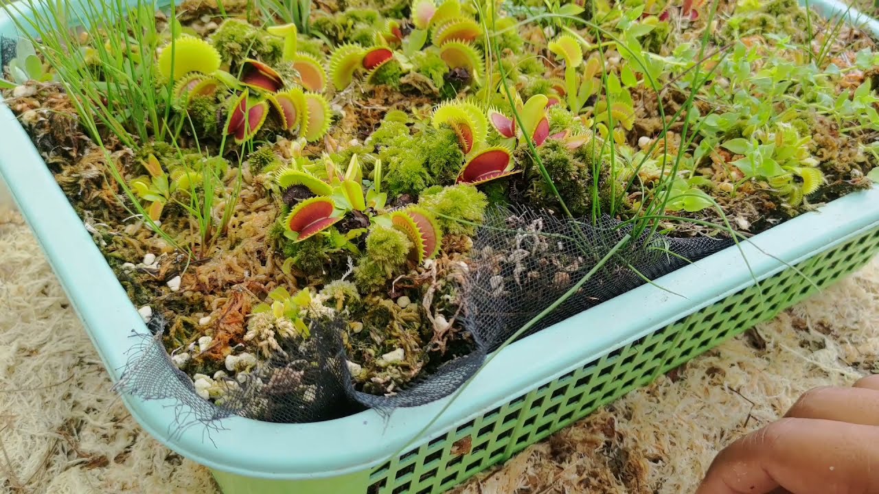 Revive Your Venus Flytrap Collection: Propagation Hacks You Must Know