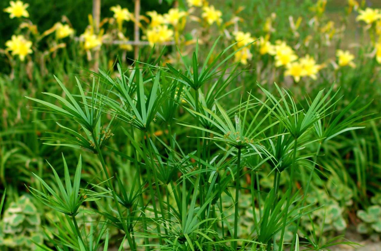 How to Achieve Garden Elegance with Papyrus Plant: Tips for Growing and Maintenance