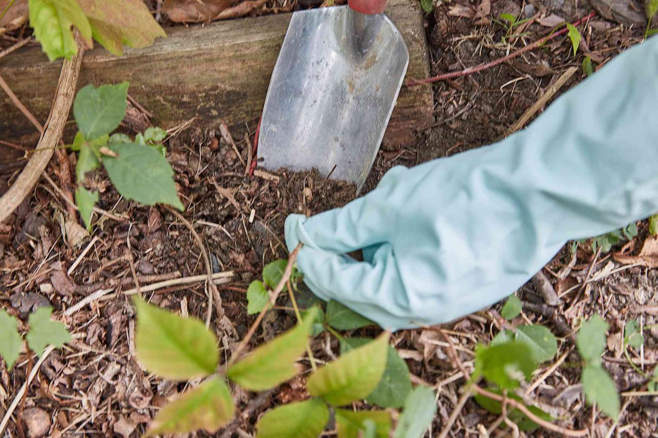 How to Safely Remove Poison Ivy Around Ornamental Plants