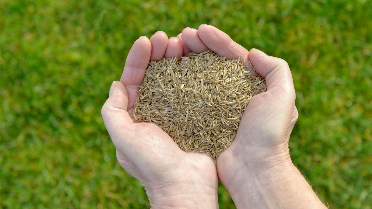 When to Sow Grass Seed: Tips for a Vibrant and Lush Lawn