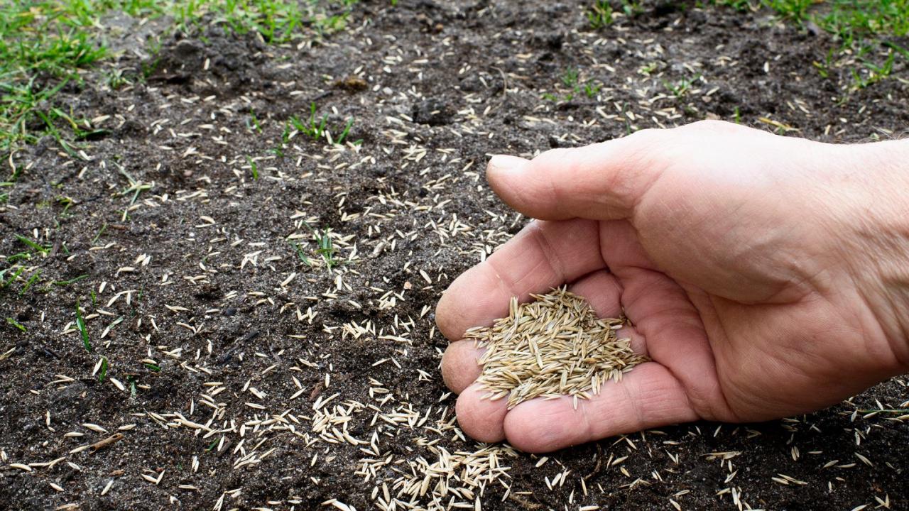 When to Sow Grass Seed: Tips for a Vibrant Lawn